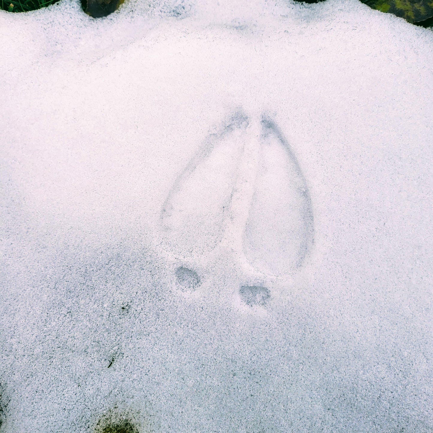 Reindeer Hoof, Reindeer Footprints, Christmas
